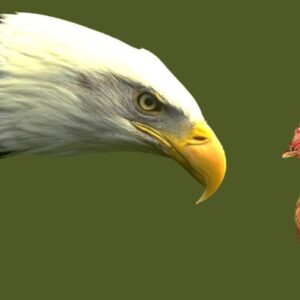 Uma águia ou uma galinha? Decida de uma vez!